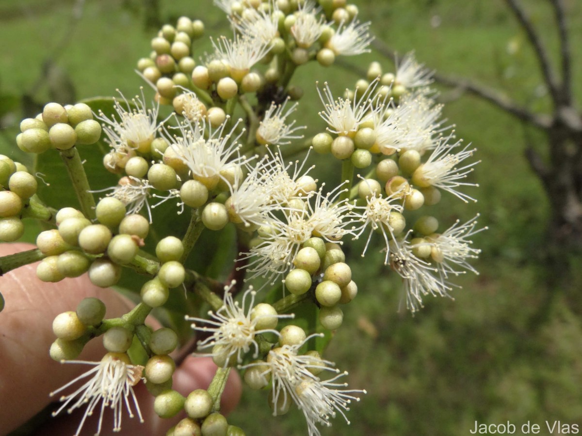 Syzygium caryophyllatum (L.) Alston